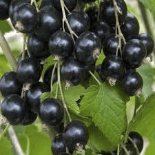 Des images de diff�rentes plantes